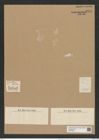 Hemiaulus polymorphus var. pusillus Grun. (de-Toni-Nr.: Genus 117, Species 3392) Zeichnungen Sammlung Grunow Nr. 6818 (NHMW-BOT-W0375665)